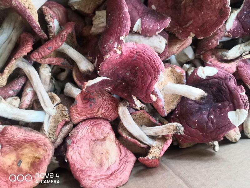 伏牛山脉优质野生红菇精心挑选支持一件代发/量大从优