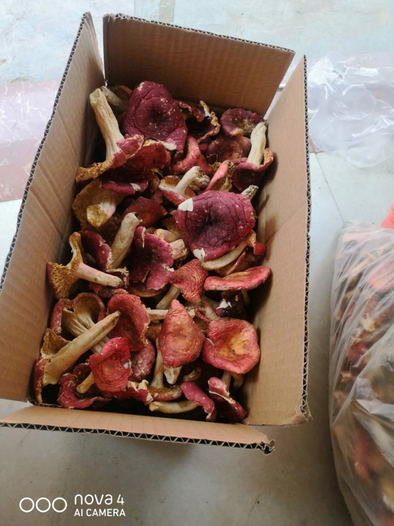 伏牛山脉优质野生红菇精心挑选支持一件代发/量大从优