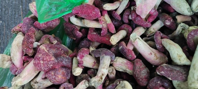 伏牛山脉优质野生红菇精心挑选支持一件代发/量大从优