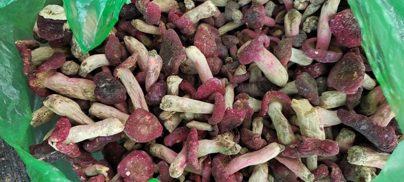 伏牛山脉优质野生红菇精心挑选支持一件代发/量大从优