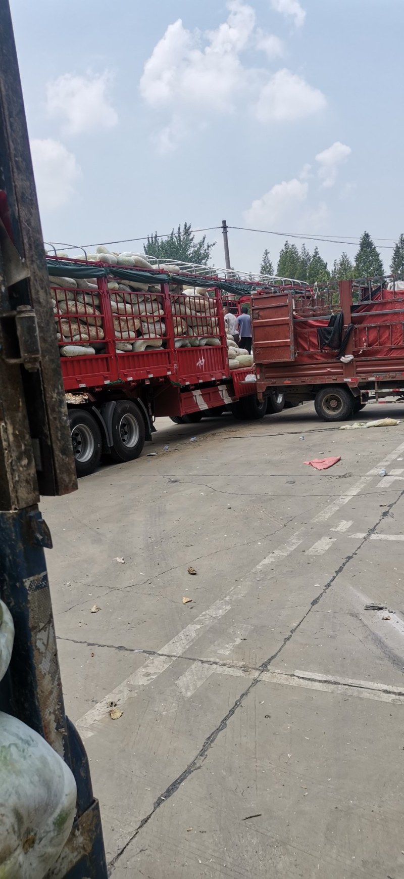 武汉市东西湖区精品冬瓜大量上市需要的速度联系我
