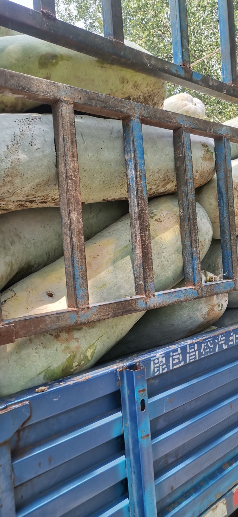 武汉市东西湖区精品冬瓜大量上市需要的速度联系我