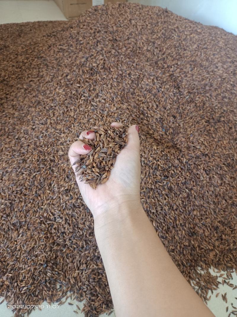 广西红花百部种子，品种纯正，不掺杂，种子饱满，发芽好，