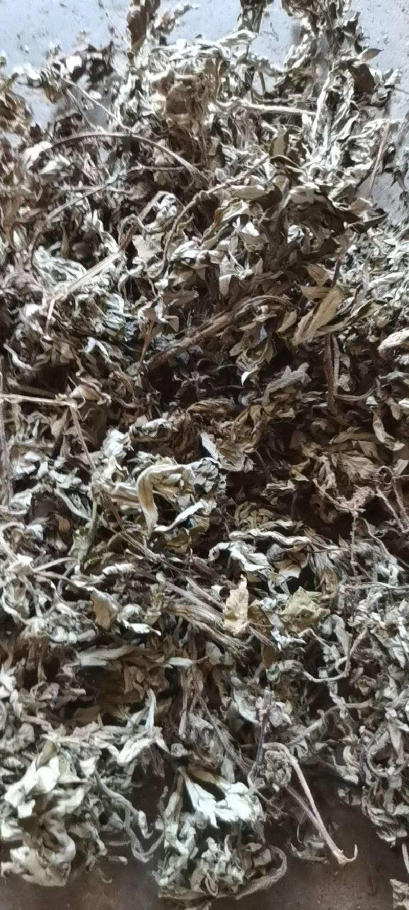 艾叶，五月艾，小艾叶，野生品种，全国发货，量大从优