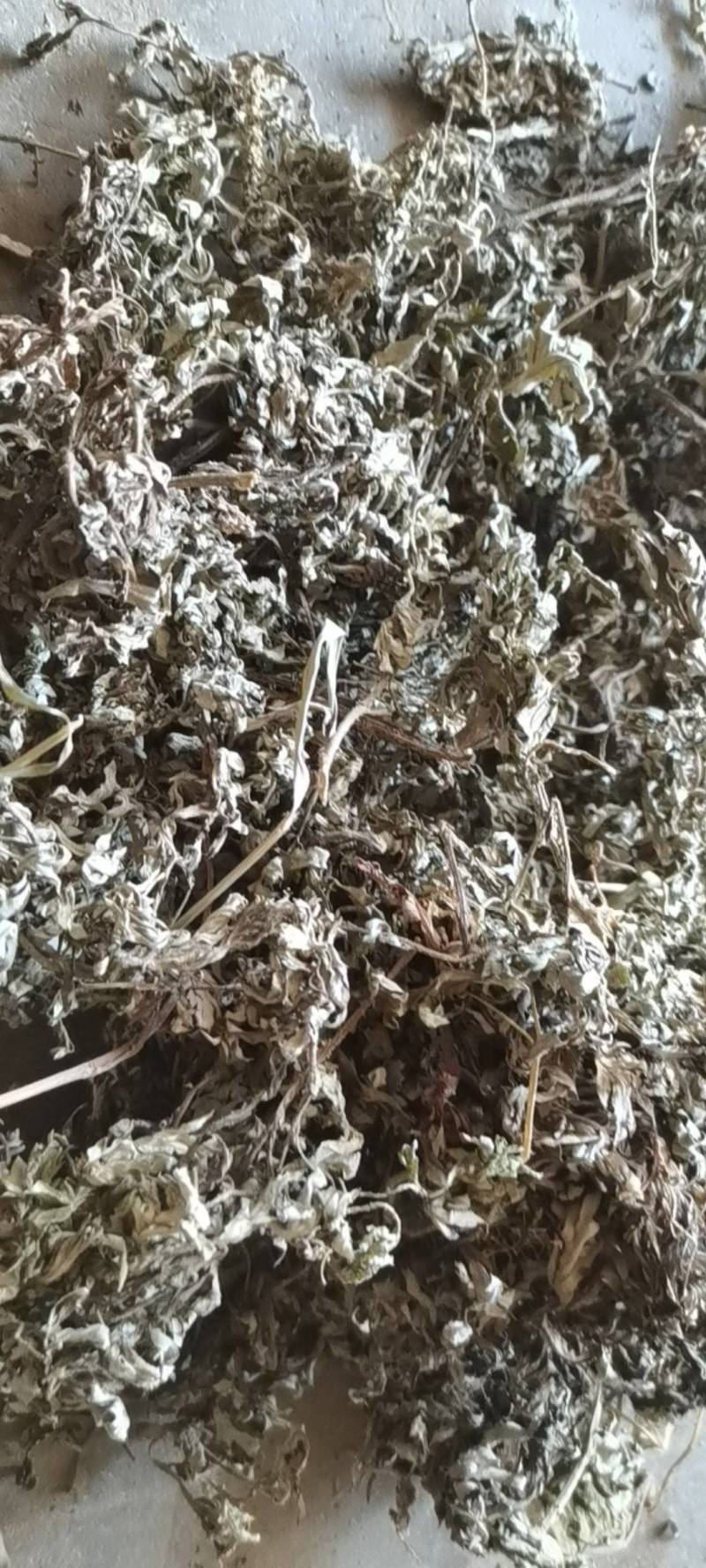 艾叶，五月艾，小艾叶，野生品种，全国发货，量大从优