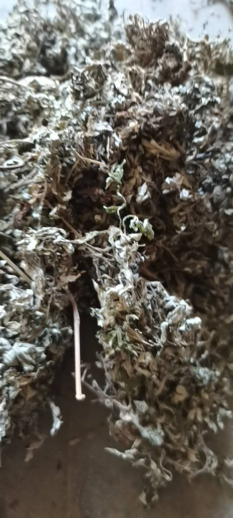 艾叶，五月艾，小艾叶，野生品种，全国发货，量大从优