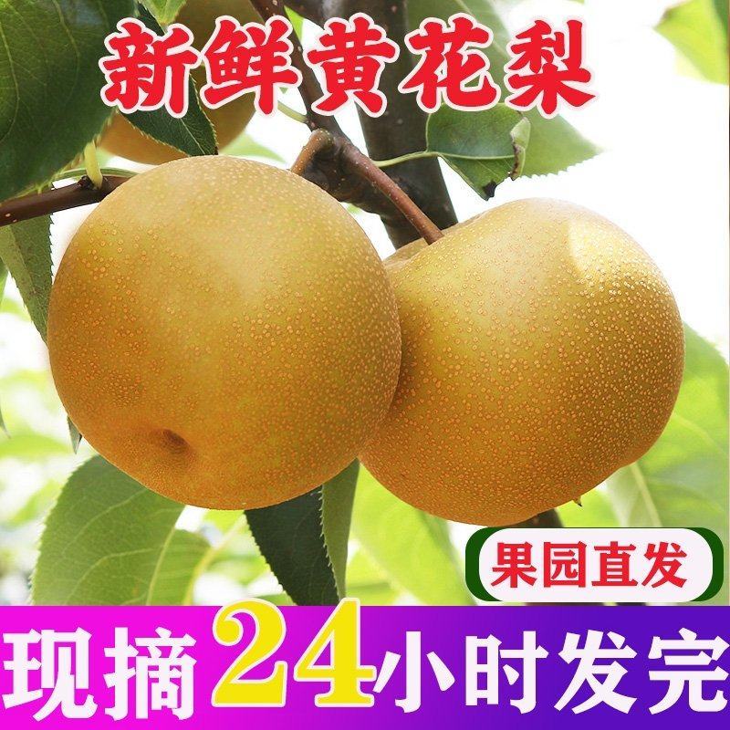 梨子黄花梨产地看货论价保质保量，支持发货