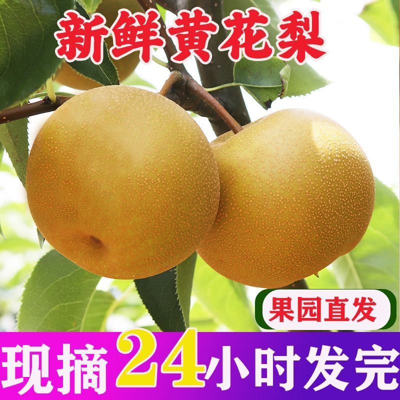 梨子黄花梨产地看货论价保质保量，支持发货