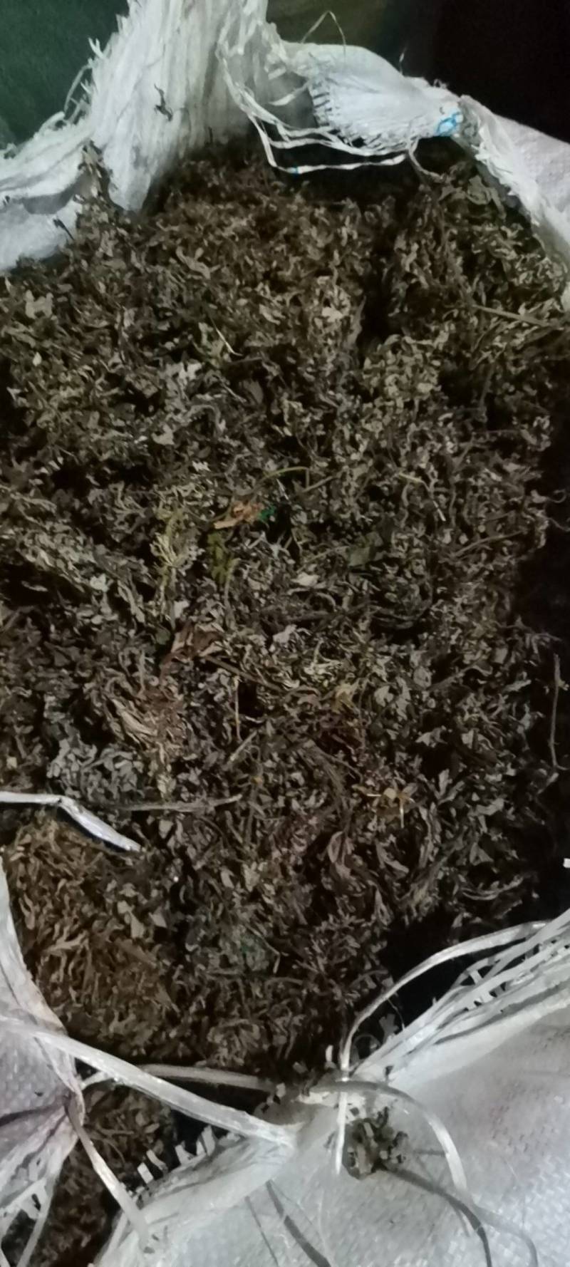 艾叶，五月艾，小艾叶，野生品种，全国发货，量大从优