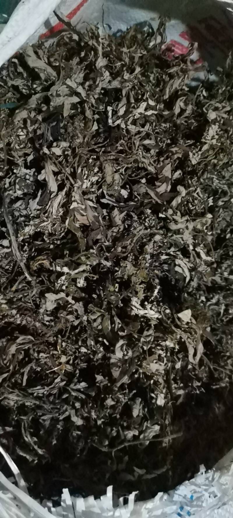 艾叶，五月艾，小艾叶，野生品种，全国发货，量大从优