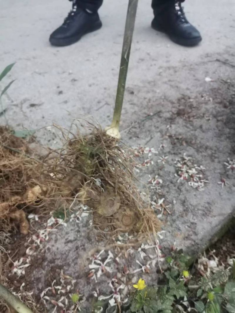 【推荐】黄精种苗，产地发货，质量保证，欢迎进店联系