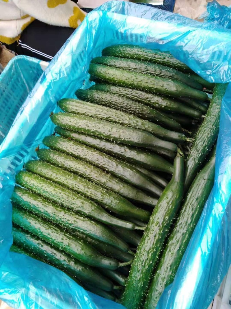 聊城莘县黄瓜，大量供应，电商批发，货源充足