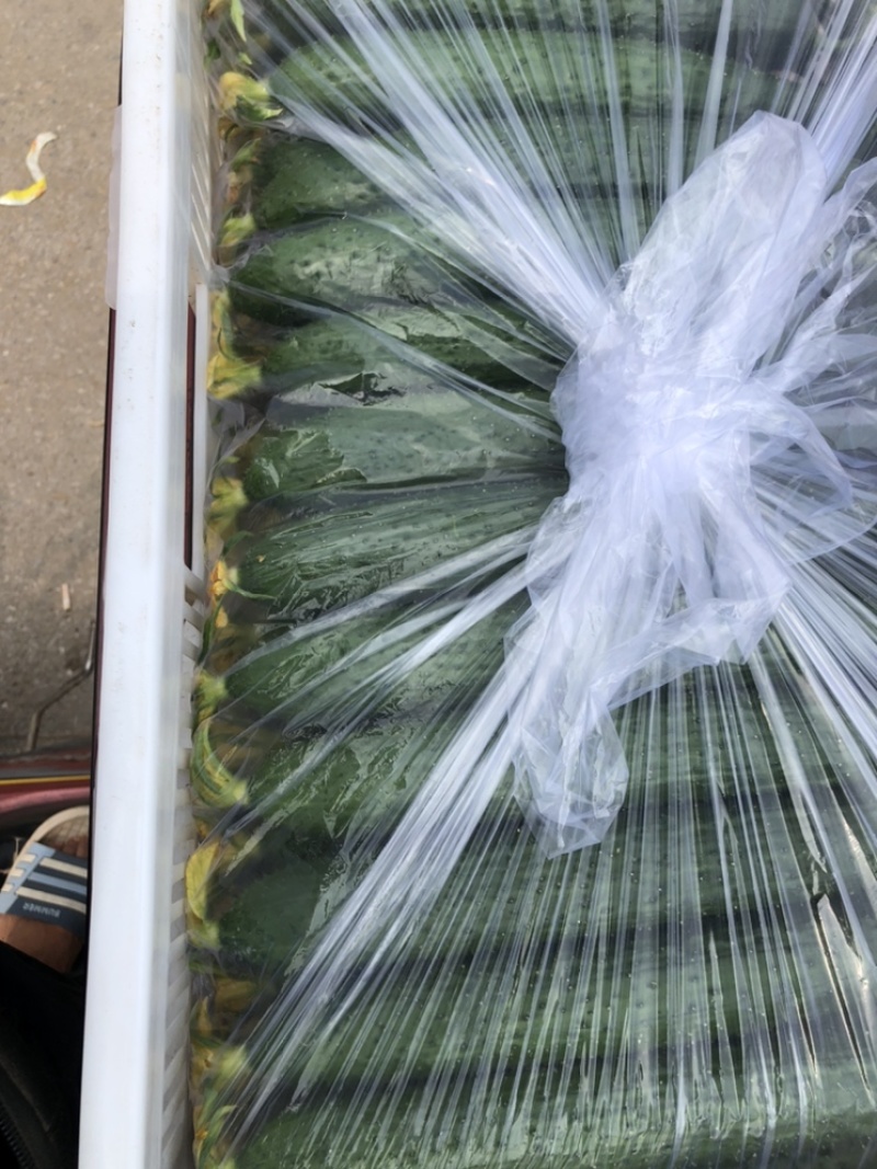聊城莘县黄瓜，大量供应，电商批发，货源充足