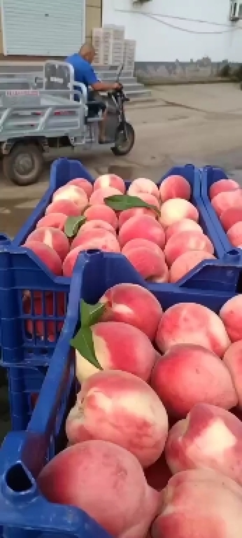 十四号大量上市