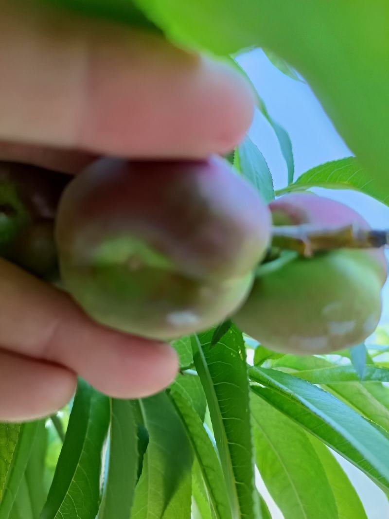 中原桃苗