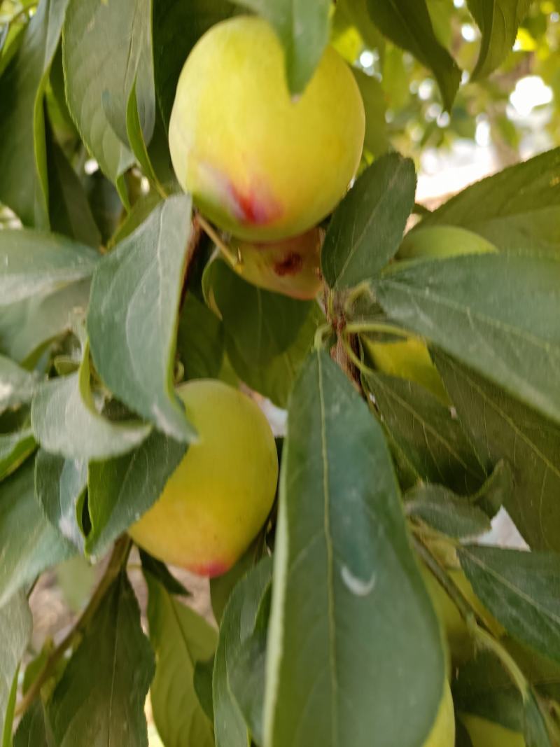 中原桃苗