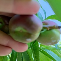 中原桃苗