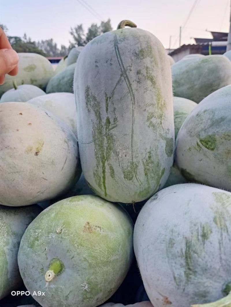 翡翠冬瓜