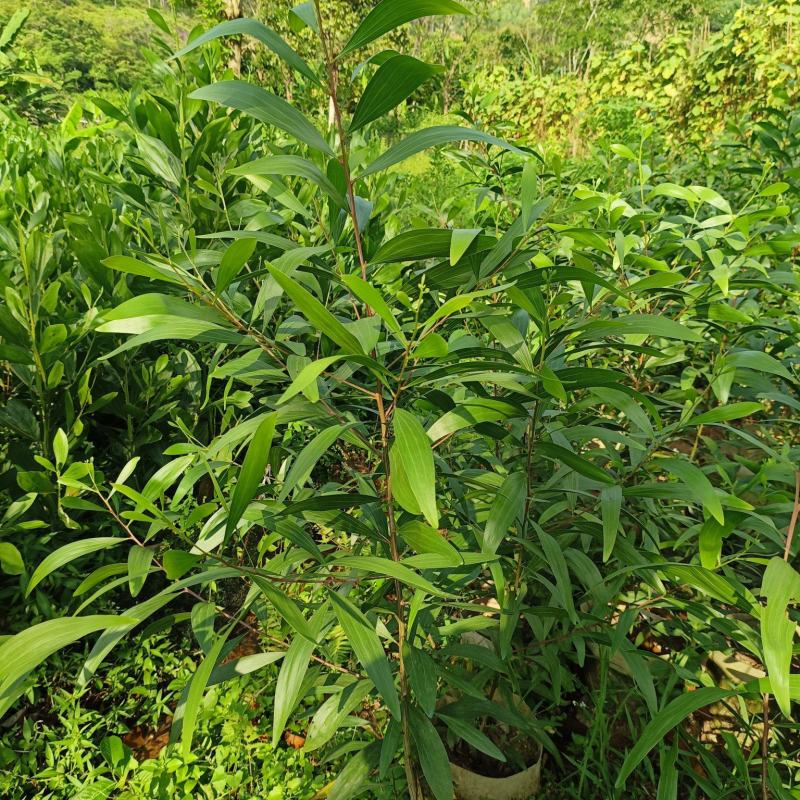 大叶相思树苗