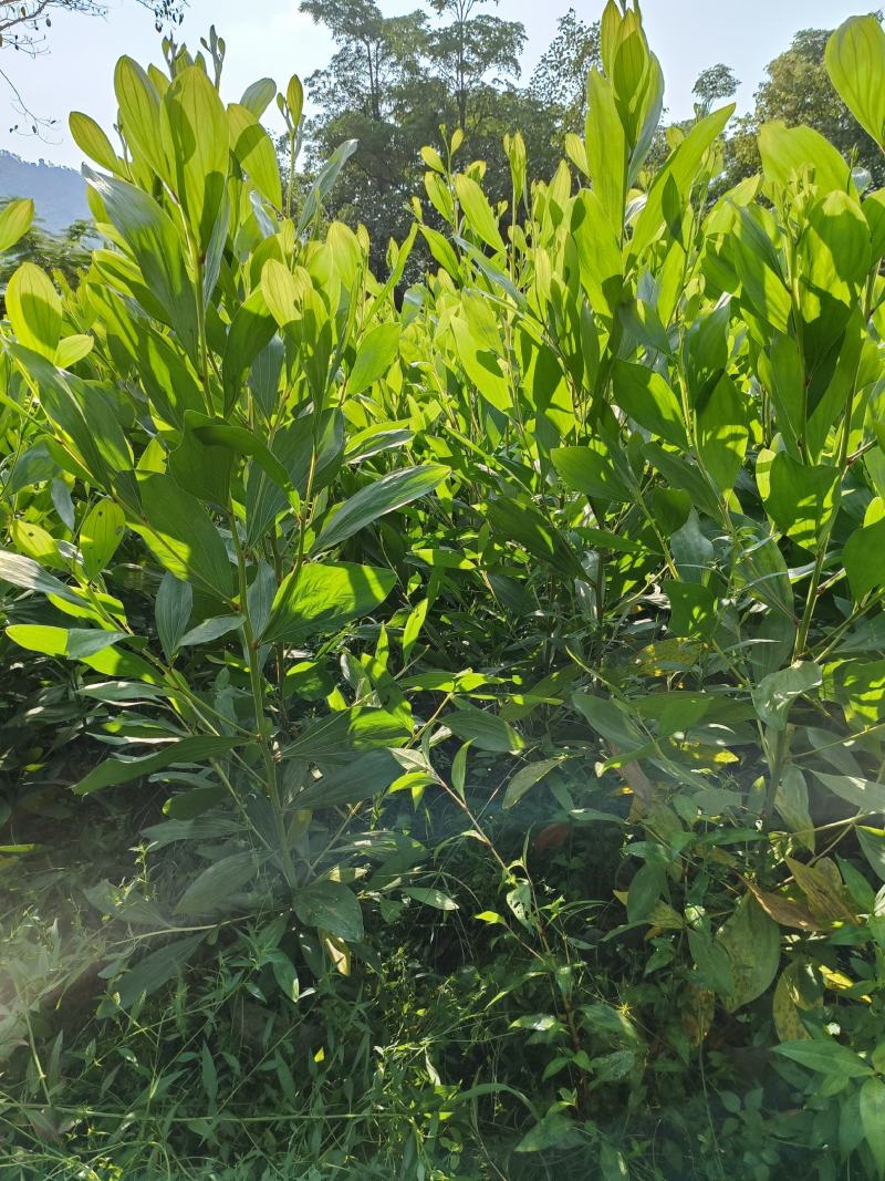 大叶相思树苗