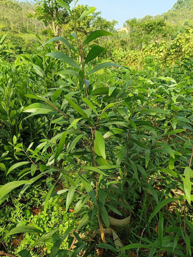 大叶相思树苗