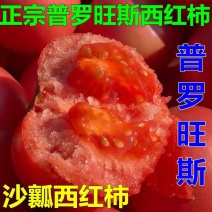 精品西红柿硬粉西红柿产地番茄量大从优欢迎来电采购