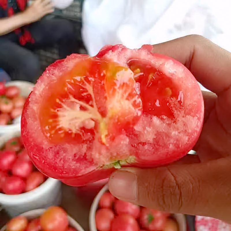 精品西红柿硬粉西红柿产地番茄量大从优欢迎来电采购