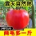 精品西红柿硬粉西红柿产地番茄量大从优欢迎来电采购