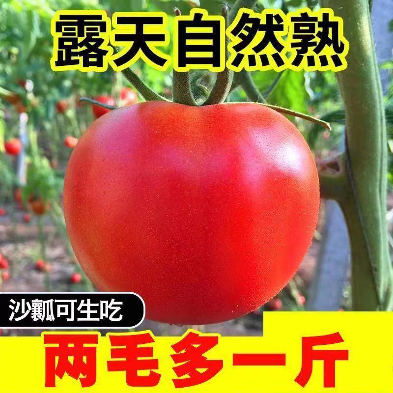 精品西红柿硬粉西红柿产地番茄量大从优欢迎来电采购