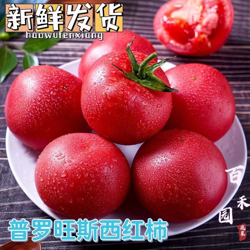 精品西红柿硬粉西红柿产地番茄量大从优欢迎来电采购