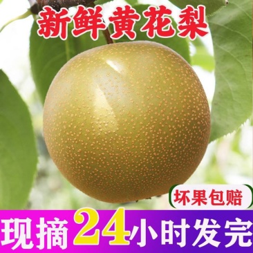 黄花梨脆冠现货热售中保质保量欢迎订购。