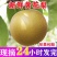 黄花梨脆冠现货热售中保质保量欢迎订购。