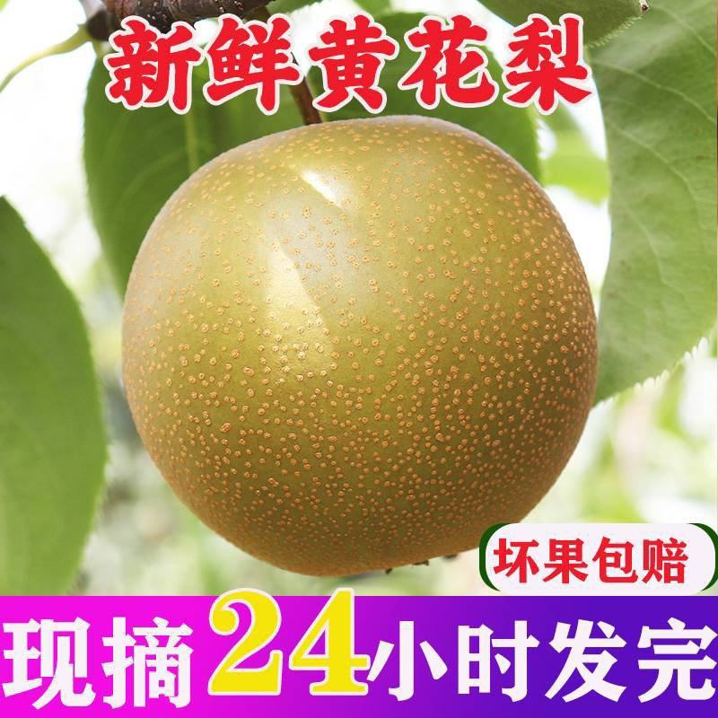 黄花梨脆冠现货热售中保质保量欢迎订购。