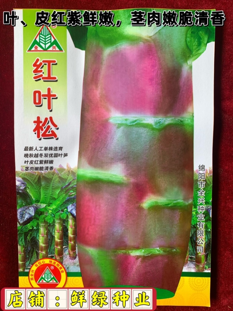 晚秋越冬双优圆叶笋，叶、皮红紫鲜嫩、茎肉嫩脆清香