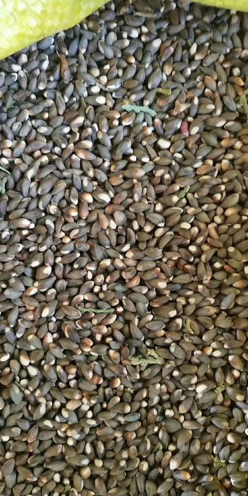柏树籽，柏子仁，枣核，槐米，大量现货