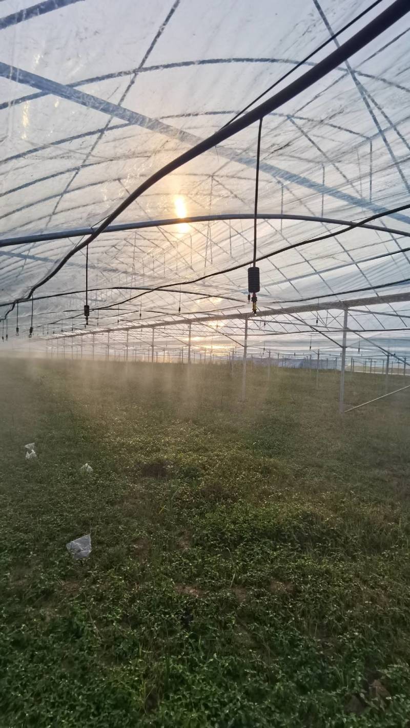 折射吊挂微喷止滴器喷幅2-3米雾化好质量保证欢迎咨询！