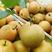 黄花梨脆冠现货热售中保质保量欢迎订购。