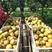 黄花梨脆冠现货热售中保质保量欢迎订购。