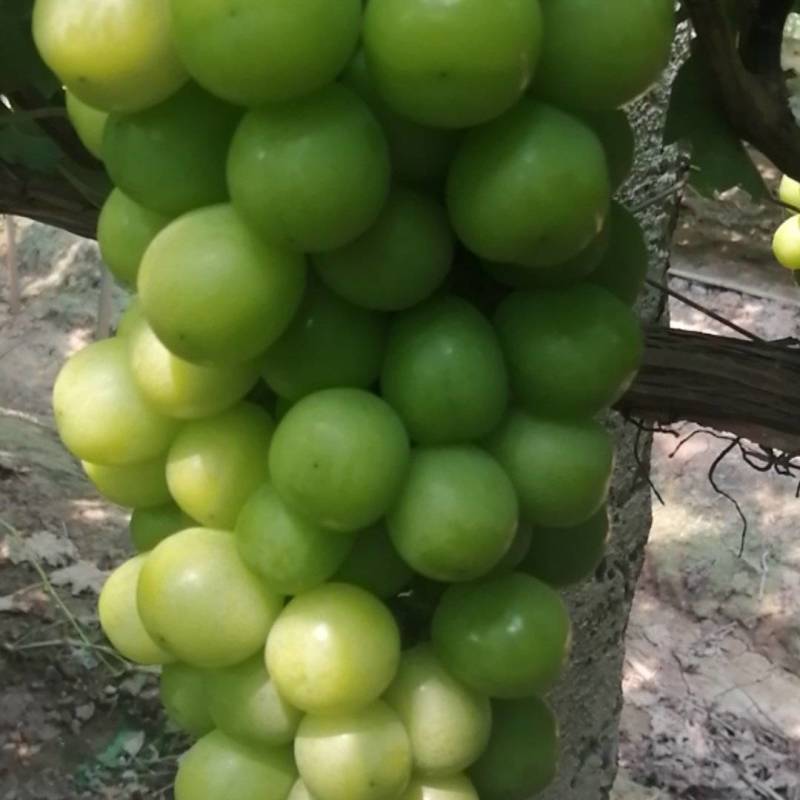阳光玫瑰大量上市了