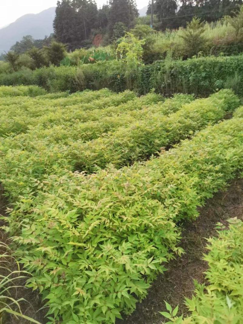厚皮川黄柏苗大量有货，各种规格，价格优惠欢迎客商前来采购