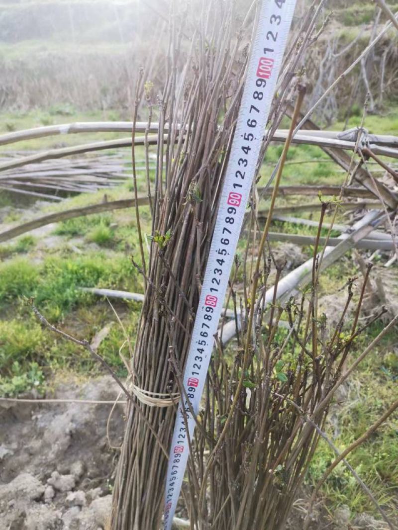 厚皮川黄柏苗大量有货，各种规格，价格优惠欢迎客商前来采购