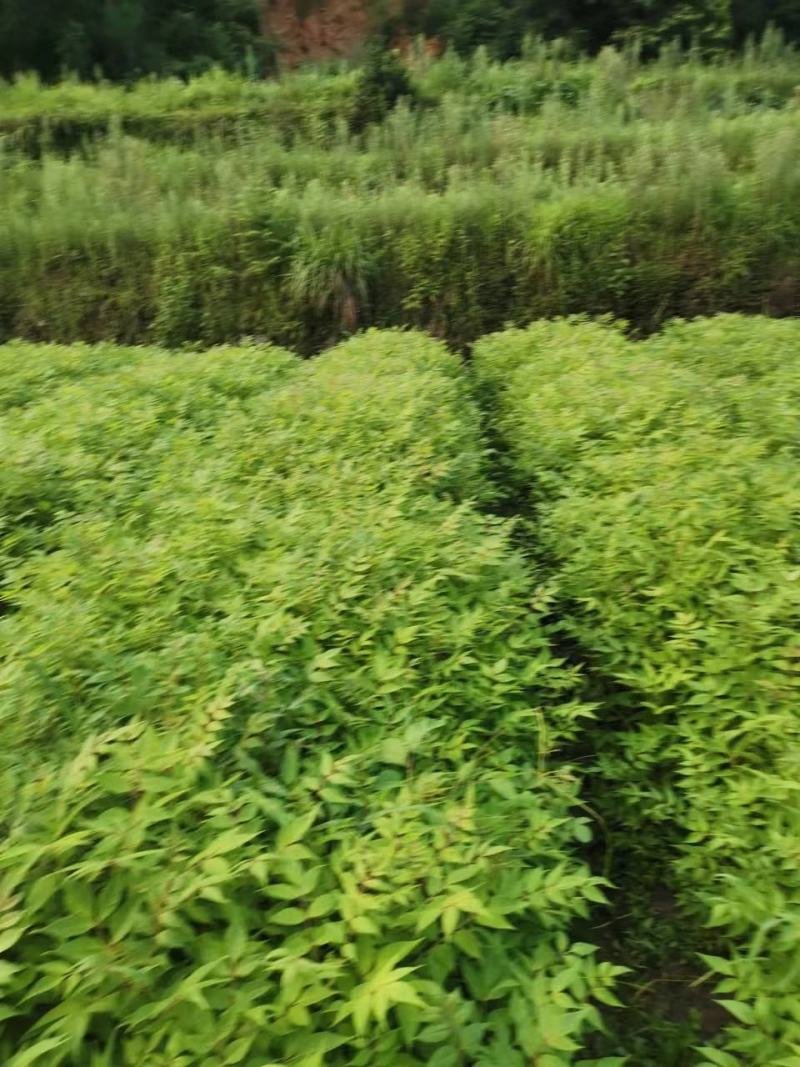 厚皮川黄柏苗大量有货，各种规格，价格优惠欢迎客商前来采购