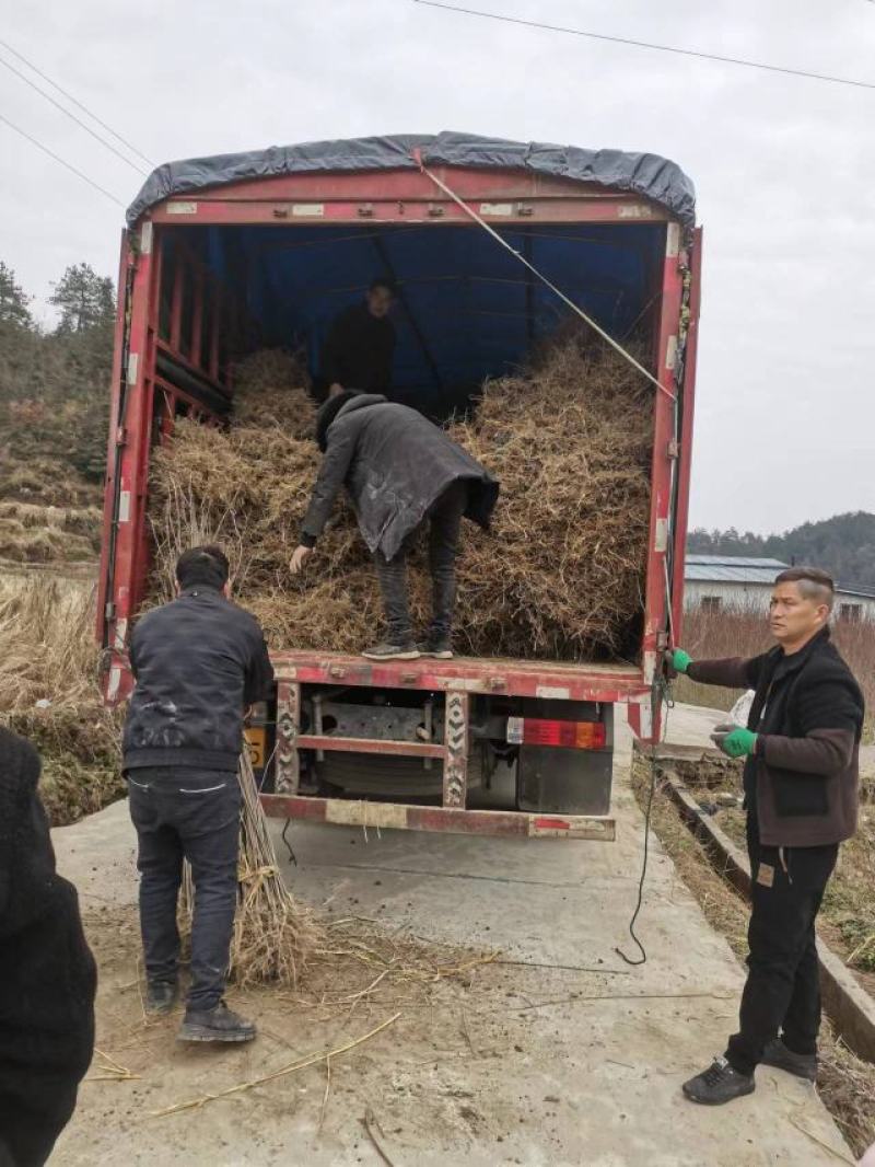 厚皮川黄柏苗大量有货，各种规格，价格优惠欢迎客商前来采购