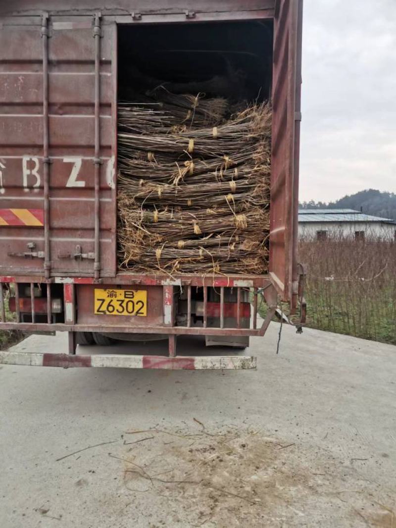 厚皮川黄柏苗大量有货，各种规格，价格优惠欢迎客商前来采购