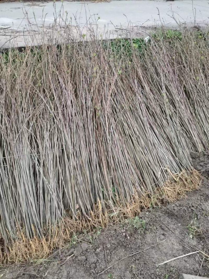 厚皮川黄柏苗大量有货，各种规格，价格优惠欢迎客商前来采购