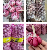 大蒜，金乡大蒜，本地大蒜，太空蒜，精品包装蒜，电商蒜，