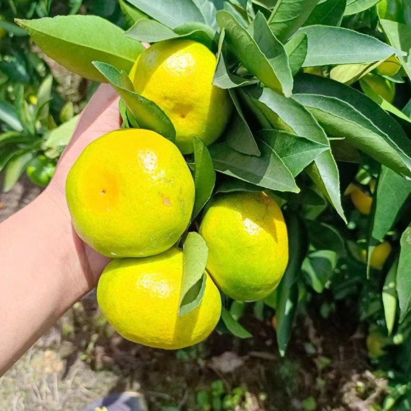 蜜桔