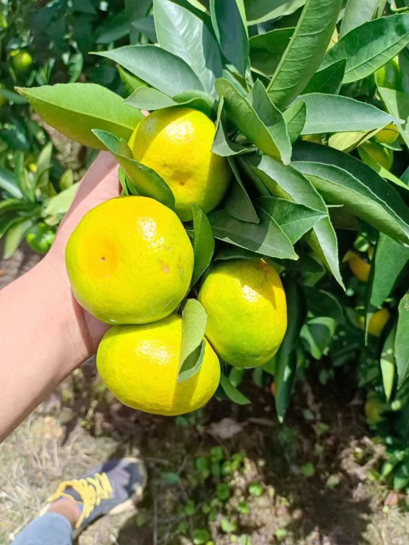 蜜桔