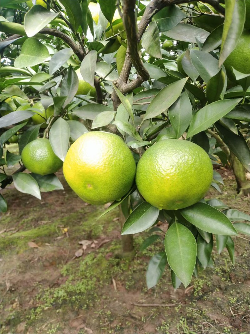 蜜桔