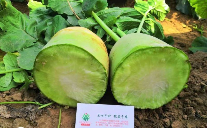 优美青亮绿脆青萝卜种子青皮淡绿肉萝卜口感好